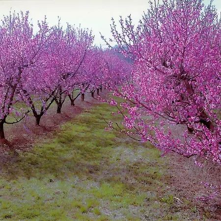 Rene 3* 佩斯坎蒂那